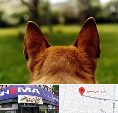 مرکز جراحی گوش سگ در امین حضور