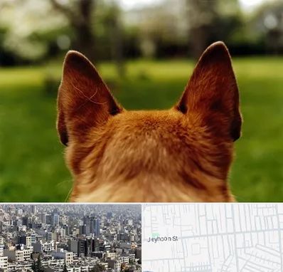 مرکز جراحی گوش سگ در جیحون