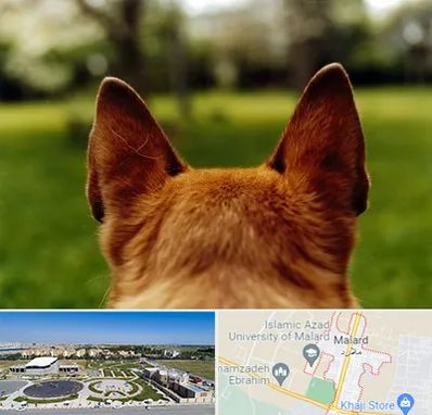 مرکز جراحی گوش سگ در ملارد