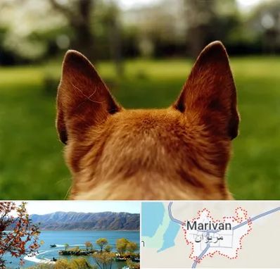مرکز جراحی گوش سگ در مریوان