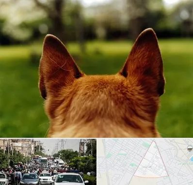 مرکز جراحی گوش سگ در سیدی مشهد