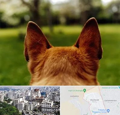 مرکز جراحی گوش سگ در ولنجک 