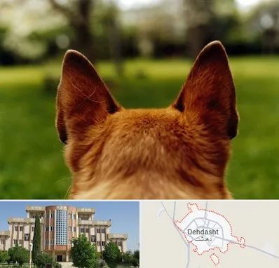 مرکز جراحی گوش سگ در دهدشت