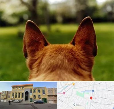 مرکز جراحی گوش سگ در زنبیل آباد قم