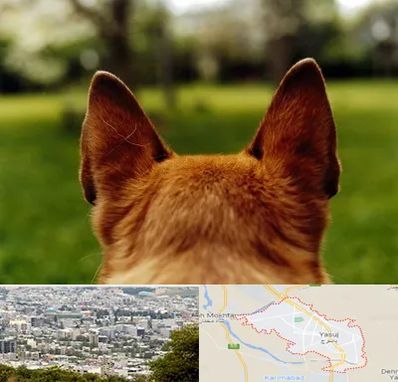 مرکز جراحی گوش سگ در یاسوج