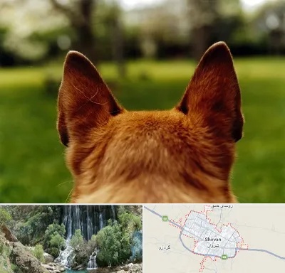مرکز جراحی گوش سگ در شیروان