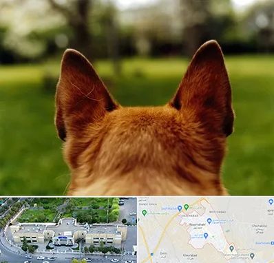 مرکز جراحی گوش سگ در نسیم شهر