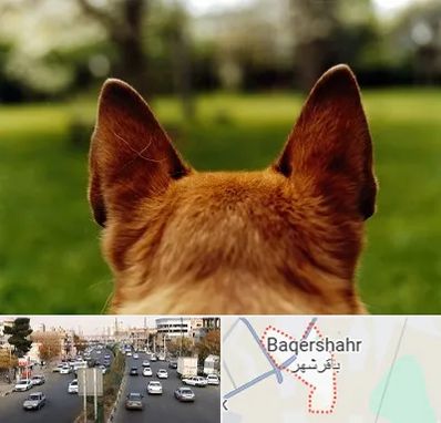 مرکز جراحی گوش سگ در باقرشهر