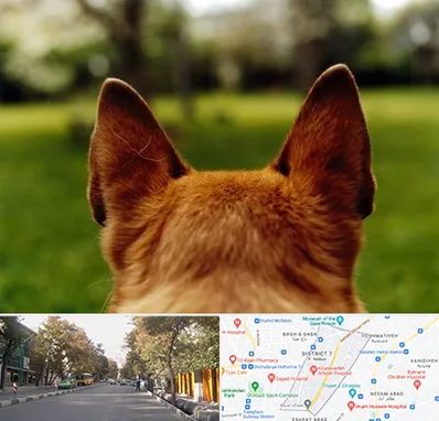 مرکز جراحی گوش سگ در شریعتی 