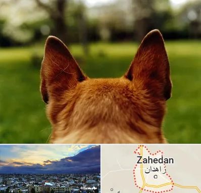 مرکز جراحی گوش سگ در زاهدان
