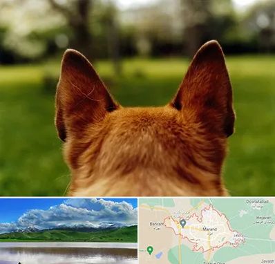 مرکز جراحی گوش سگ در مرند