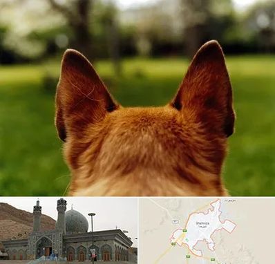 مرکز جراحی گوش سگ در شهرضا