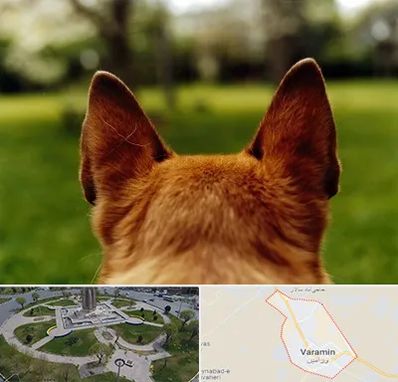 مرکز جراحی گوش سگ در ورامین