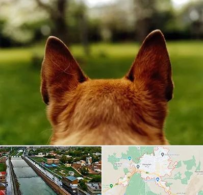 مرکز جراحی گوش سگ در مراغه