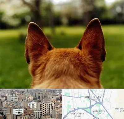 مرکز جراحی گوش سگ در جنوب شرق تهران