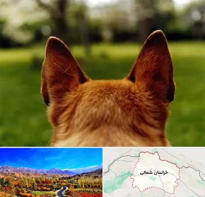 مرکز جراحی گوش سگ در خراسان شمالی