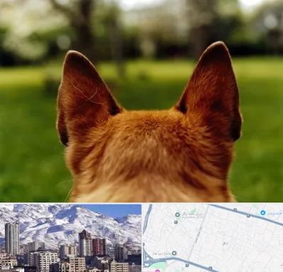 مرکز جراحی گوش سگ در ازگل