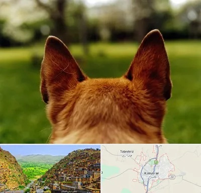 مرکز جراحی گوش سگ در کامیاران