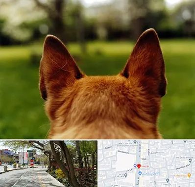 مرکز جراحی گوش سگ در خیابان توحید اصفهان