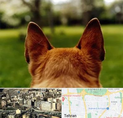 مرکز جراحی گوش سگ در مرزداران 