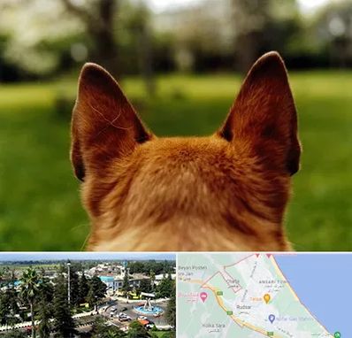 مرکز جراحی گوش سگ در رودسر