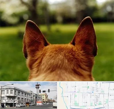 مرکز جراحی گوش سگ در 17شهریور