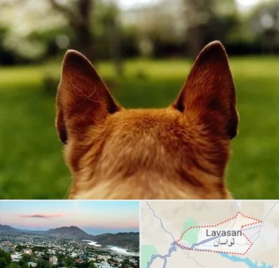 مرکز جراحی گوش سگ در لواسان