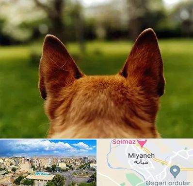 مرکز جراحی گوش سگ در میانه