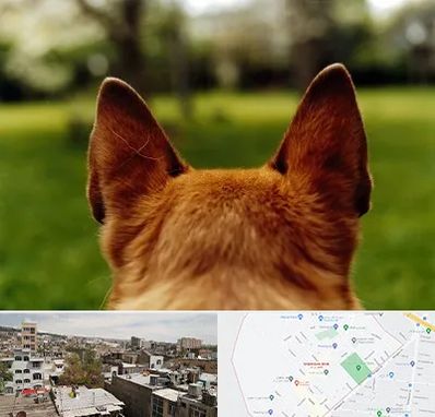 مرکز جراحی گوش سگ در شمیران نو