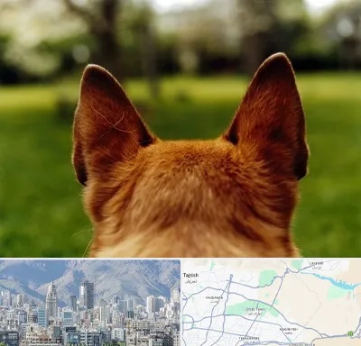مرکز جراحی گوش سگ در شمال شرق تهران