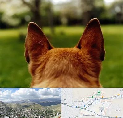 مرکز جراحی گوش سگ در رودهن