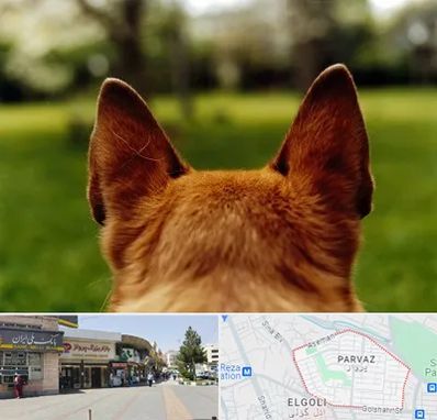 مرکز جراحی گوش سگ در پرواز تبریز