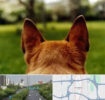 مرکز جراحی گوش سگ در توانیر