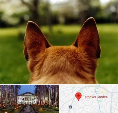 مرکز جراحی گوش سگ در باغ فردوس