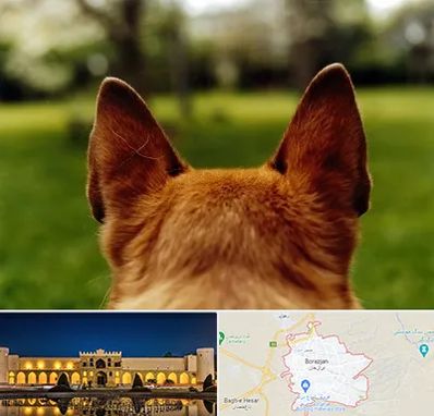 مرکز جراحی گوش سگ در برازجان