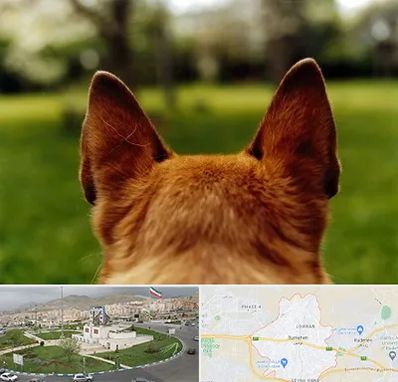 مرکز جراحی گوش سگ در بومهن