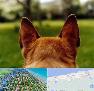 مرکز جراحی گوش سگ در فریدونکنار