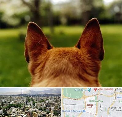 مرکز جراحی گوش سگ در گیشا 