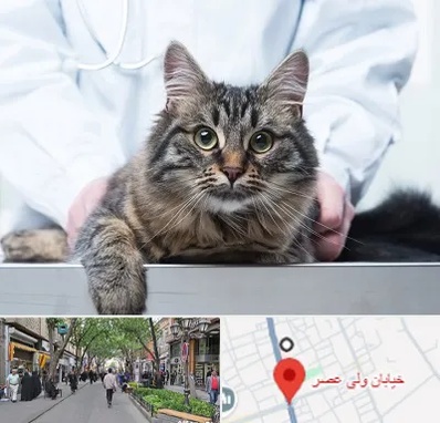عقیم سازی حیوانات در ولیعصر شهریار