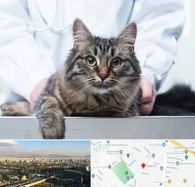 عقیم سازی حیوانات در هنگام 