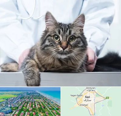 عقیم سازی حیوانات در ساری