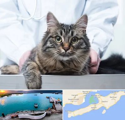 عقیم سازی حیوانات در قشم