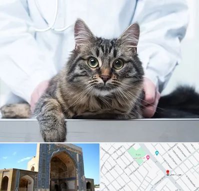 عقیم سازی حیوانات در مصلی مشهد