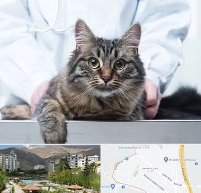 عقیم سازی حیوانات در شهر زیبا 