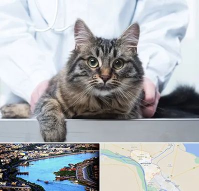 عقیم سازی حیوانات در خرمشهر