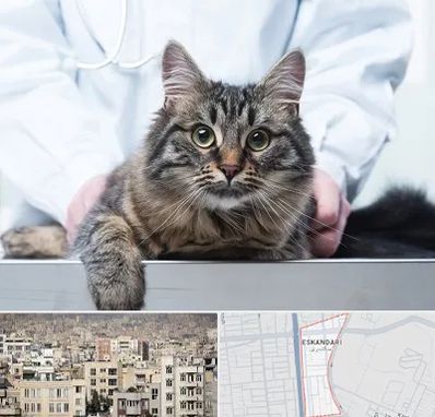 عقیم سازی حیوانات در اسکندری