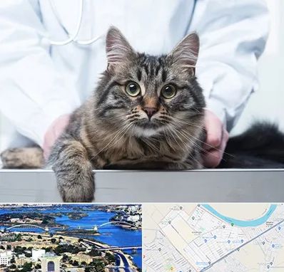 عقیم سازی حیوانات در کوروش اهواز