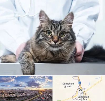 عقیم سازی حیوانات در قم