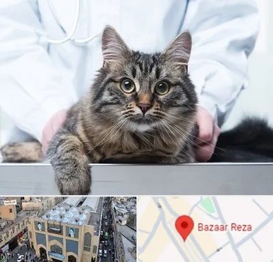 عقیم سازی حیوانات در بازار رضا مشهد