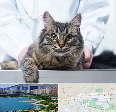 عقیم سازی حیوانات در منطقه 22 تهران 